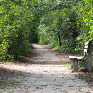Paved path strewn with leaves beneath arched trees with park bench
